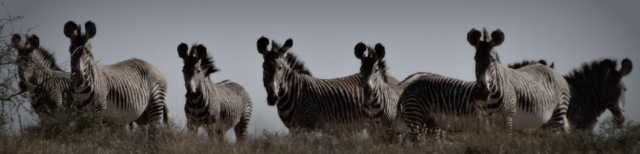 The Lbarta plains were once this beautiful zebra's main home, and we hope it will be again!!